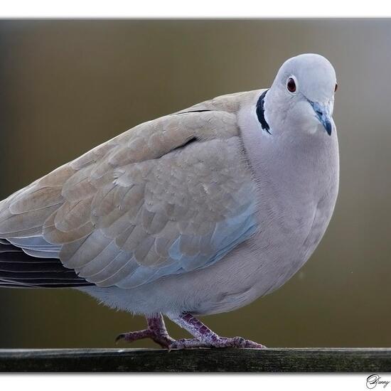 Eurasian Collared Dove: Animal in habitat Garden in the NatureSpots App