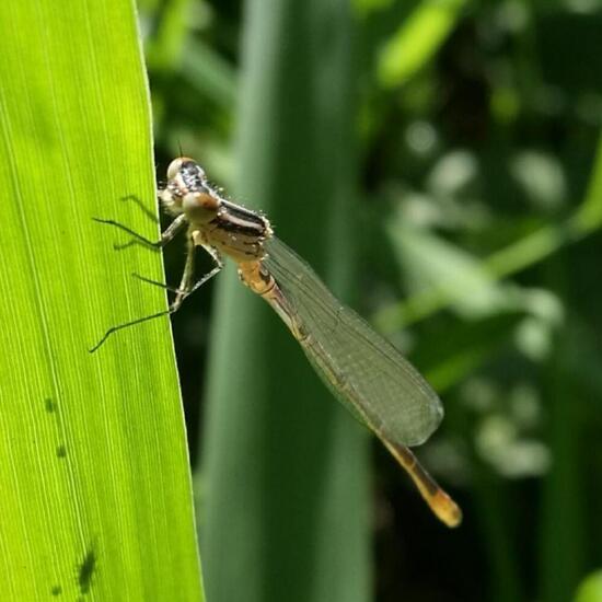 Azure damselfly: Animal in nature in the NatureSpots App