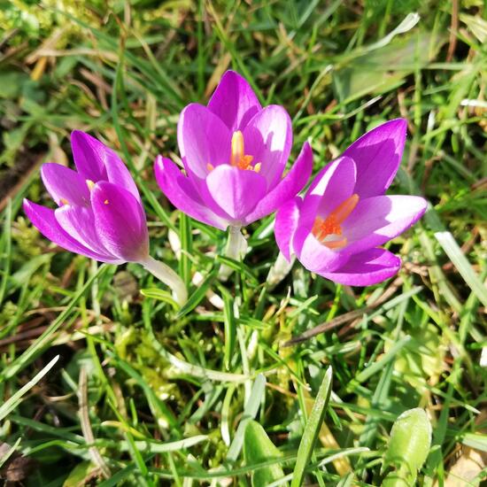 Frühlings-Krokus: Pflanze im Habitat Garten in der NatureSpots App