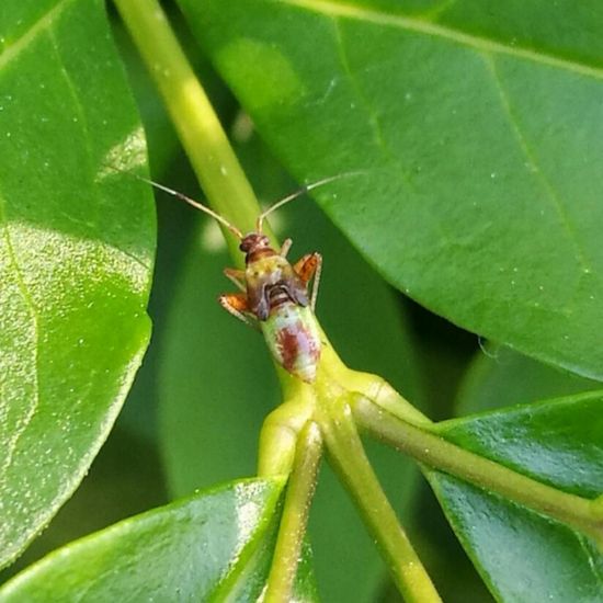 Braune Schmuckwanze: Tier im Habitat Park in der NatureSpots App