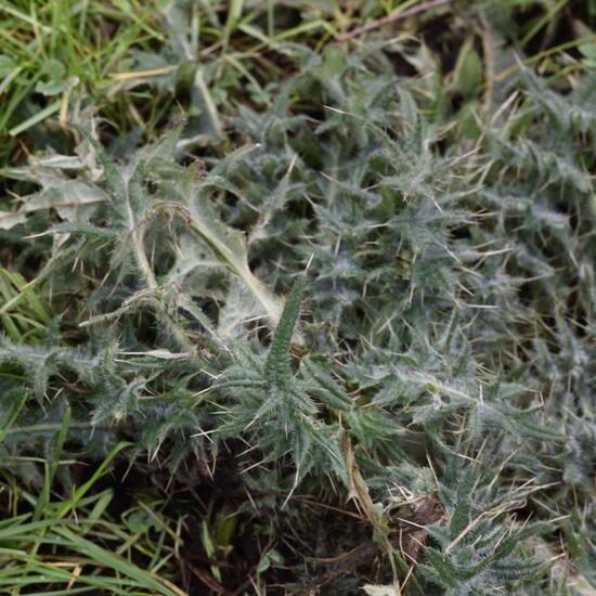 Gewöhnliche Kratzdistel: Pflanze im Habitat Halb-natürliches Grasland in der NatureSpots App