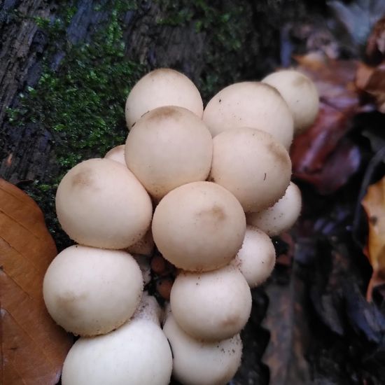 Lycoperdon pyriforme: Mushroom in habitat Temperate forest in the NatureSpots App