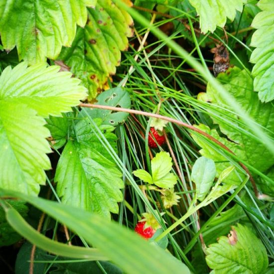 Wald-Erdbeere: Pflanze in der Natur in der NatureSpots App