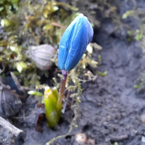 Scilla drunensis: Plant in habitat Park in the NatureSpots App