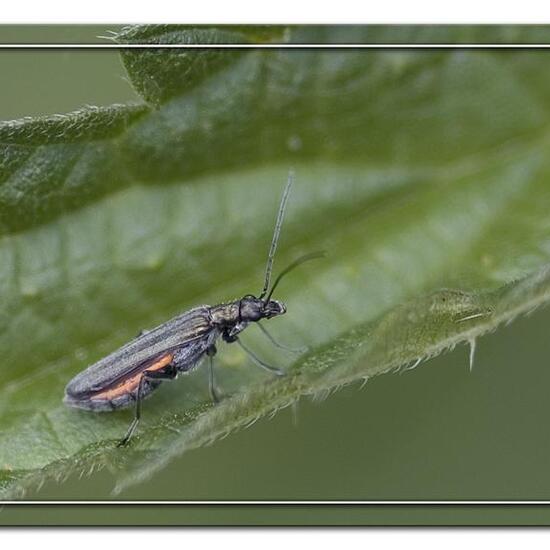 Grünlicher Scheinbockkäfer: Tier im Habitat Landwirtschaftliche Wiese in der NatureSpots App