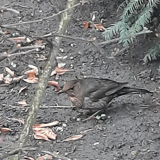 Amsel: Tier im Habitat Garten in der NatureSpots App