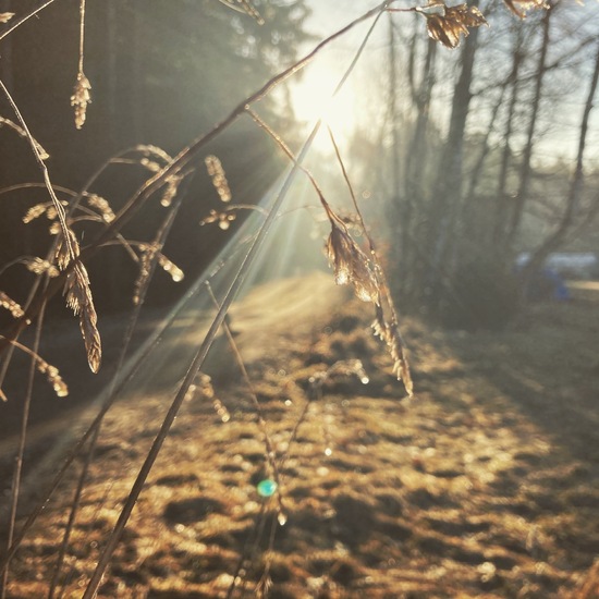 Eine unbekannte Art: Pflanze im Habitat Halb-natürliches Grasland in der NatureSpots App