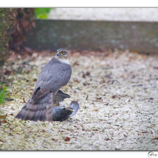 Eurasian Sparrowhawk: Animal in nature in the NatureSpots App