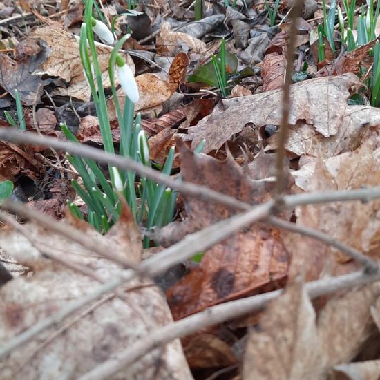 Schneeglöckchen: Pflanze im Habitat Garten in der NatureSpots App