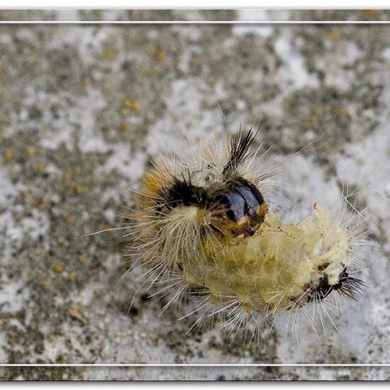 Heidelbeer-Wintereule: Tier im Habitat Garten in der NatureSpots App