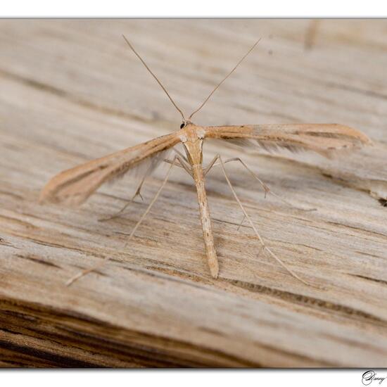 Emmelina monodactyla: Tier im Habitat Garten in der NatureSpots App