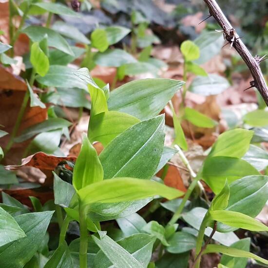 Tradescantia sillamontana: Pflanze im Habitat Hecke/Blumenbeet in der NatureSpots App