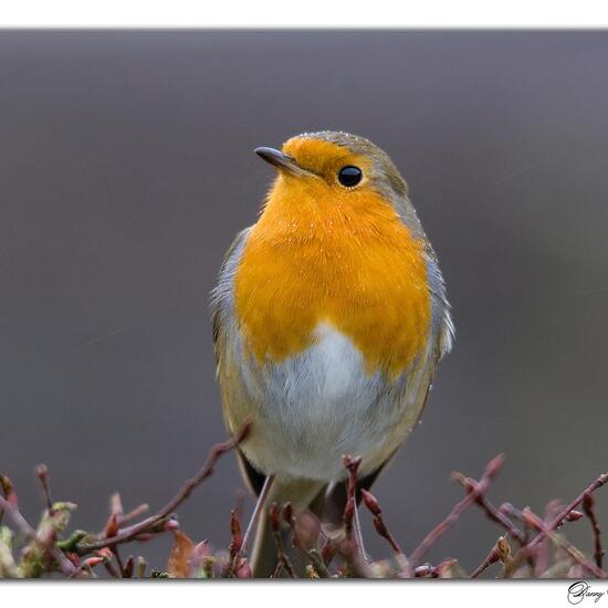 Rotkehlchen: Tier im Habitat Garten in der NatureSpots App