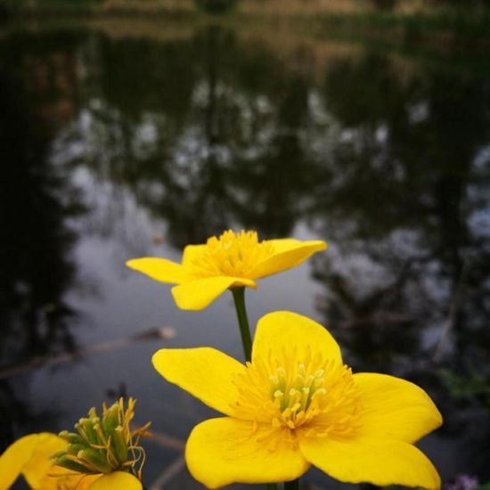 Sumpfdotterblume: Pflanze im Habitat Teich in der NatureSpots App