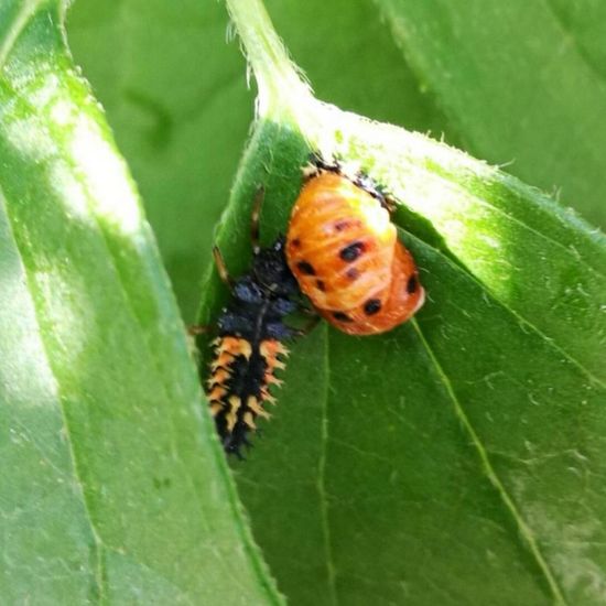 Marienkäfer: Tier im Habitat Stadt und Garten in der NatureSpots App