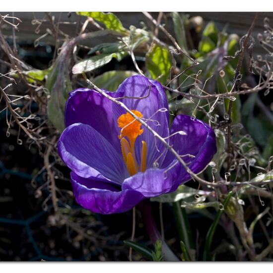 Crocus suaveolens subsp. imperati: Plant in nature in the NatureSpots App