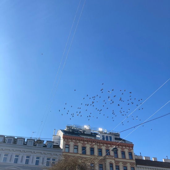 Tauben: Tier im Habitat Innenstadt in der NatureSpots App