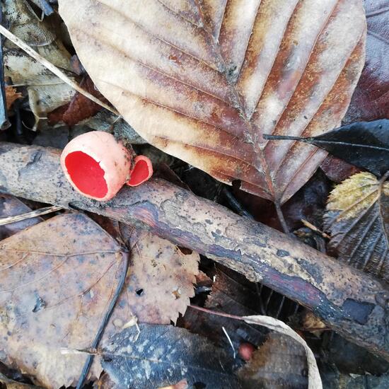Sarcoscypha austriaca: Mushroom in habitat Temperate forest in the NatureSpots App