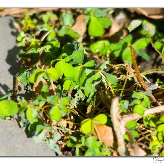 Horn-Sauerklee: Pflanze im Habitat Garten in der NatureSpots App