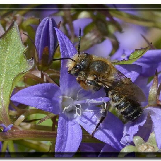 Megachile maculosella: Animal in habitat Garden in the NatureSpots App