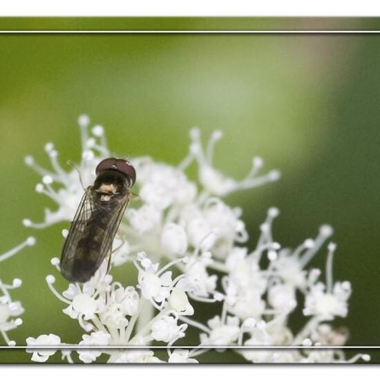 Melanostoma scalare: Tier im Habitat Halb-natürliches Grasland in der NatureSpots App