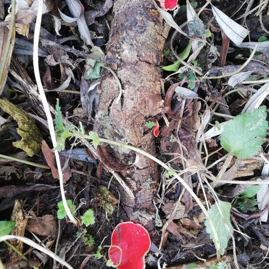 Sarcoscypha: Pilz im Habitat Auwald in der NatureSpots App