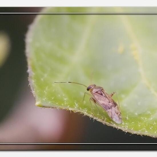 Pinalitus cervinus: Tier im Habitat Garten in der NatureSpots App