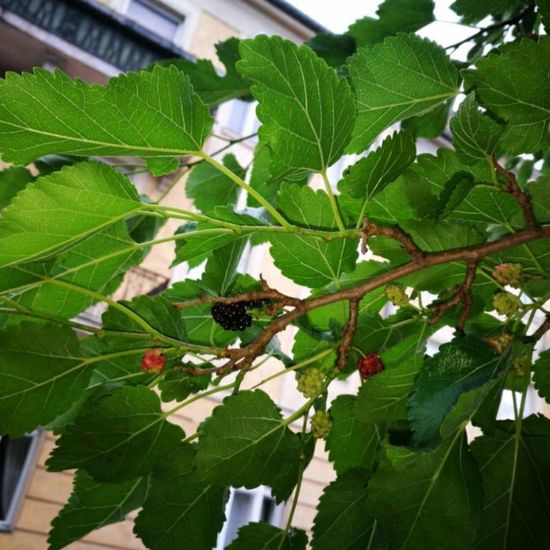 Maulbeeren: Pflanze im Habitat Garten in der NatureSpots App