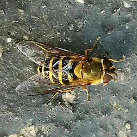 Große Schwebfliege: Tier in der Natur in der NatureSpots App