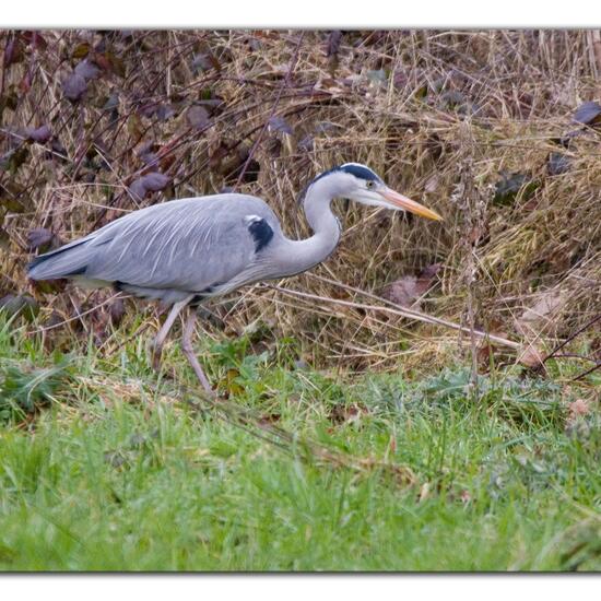 Grey Heron: Animal in habitat Grassland in the NatureSpots App