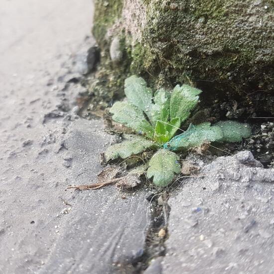 Eine unbekannte Art: Pflanze im Habitat Strasse/Verkehr in der NatureSpots App