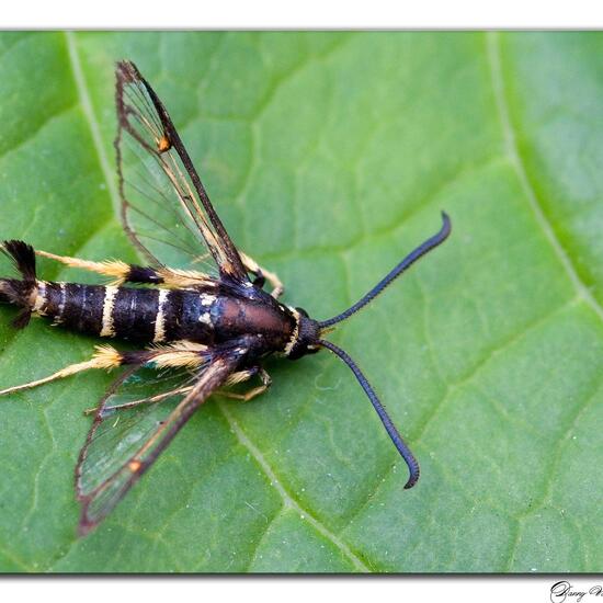 Wespen-Glasflügler: Tier in der Natur in der NatureSpots App