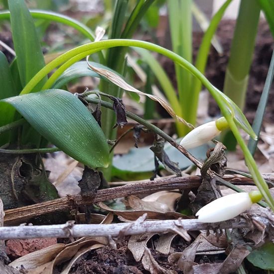 Schneeglöckchen: Pflanze im Habitat Hecke/Blumenbeet in der NatureSpots App