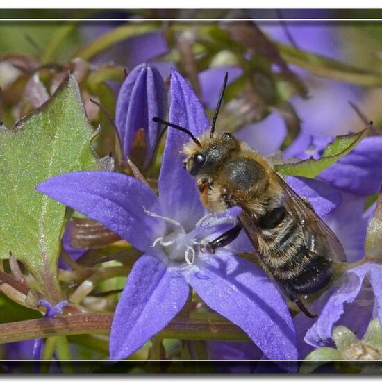 Megachile maculosella: Animal in habitat Garden in the NatureSpots App