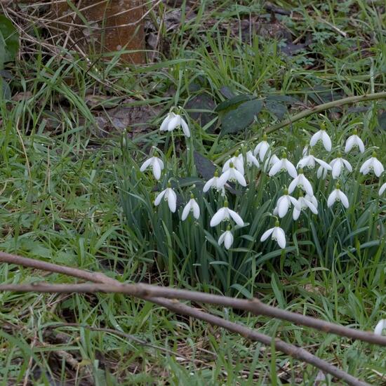 Kleines Schneeglöckchen: Pflanze im Habitat Grasland und Büsche in der NatureSpots App