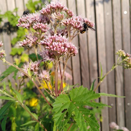 Borstige Dolchwespe: Tier im Habitat Strasse/Verkehr in der NatureSpots App