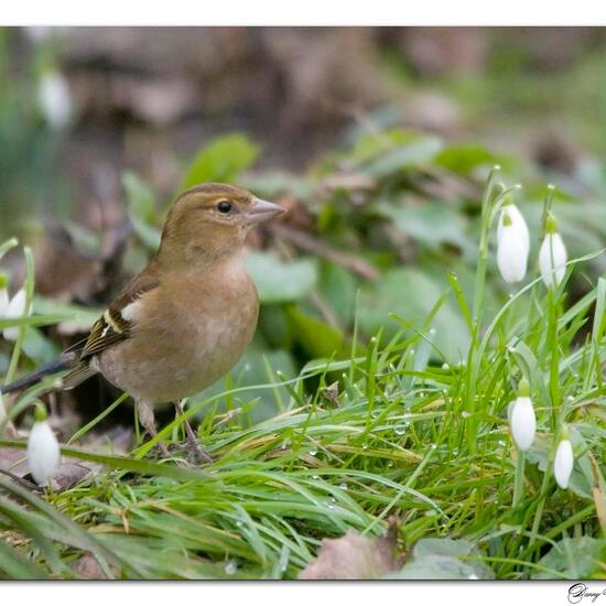 Buchfink: Tier im Habitat Borealer Nadelwald in der NatureSpots App