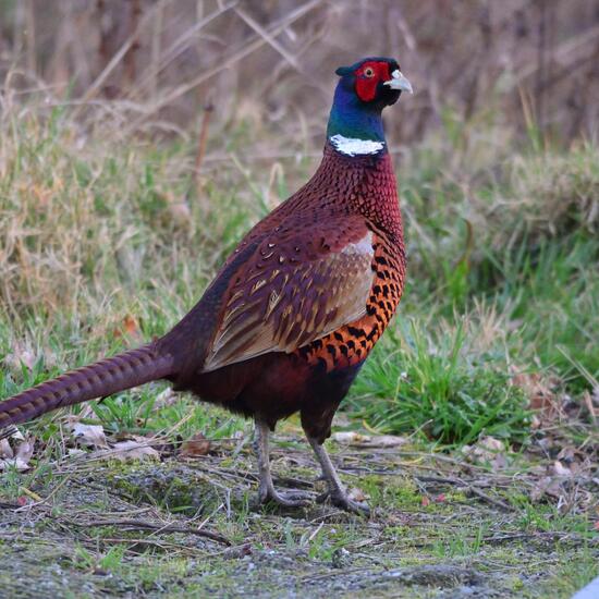 Common Pheasant: Animal in habitat Agricultural meadow in the NatureSpots App