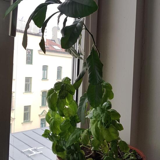 Ocimum: Plant in habitat Living space or Indoor in the NatureSpots App