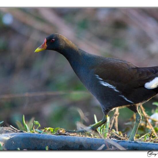 Common Moorhen: Animal in habitat Riparian forest in the NatureSpots App