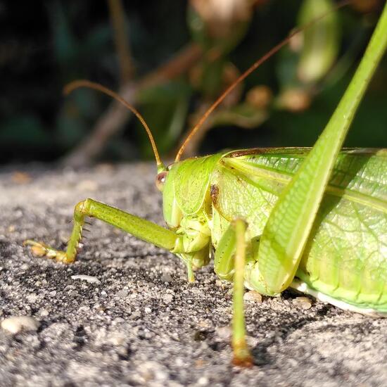 Grünes Heupferd: Tier im Habitat Hecke/Blumenbeet in der NatureSpots App