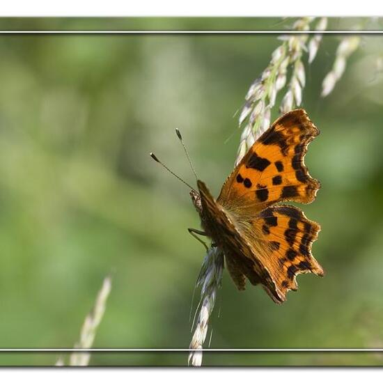 Polygonia c-album: Animal in habitat Road or Transportation in the NatureSpots App