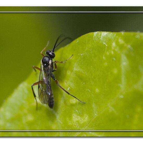 Calliphora vicina: Tier im Habitat Garten in der NatureSpots App