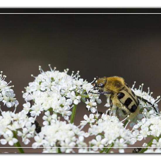 Trichius gallicus zonatus: Tier im Habitat Grasland und Büsche in der NatureSpots App