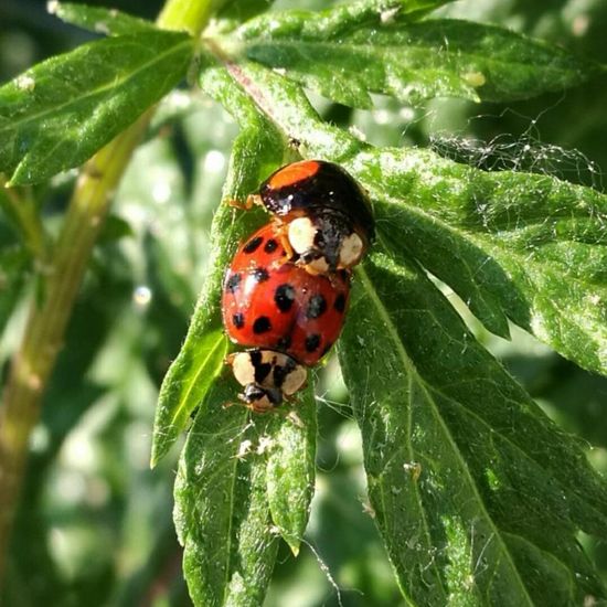 Coccinellidae: Animal in nature in the NatureSpots App