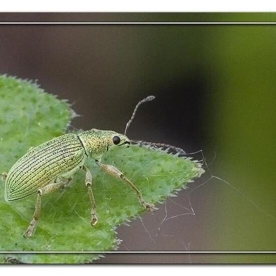 Aphodius contaminatus: Tier im Habitat Garten in der NatureSpots App