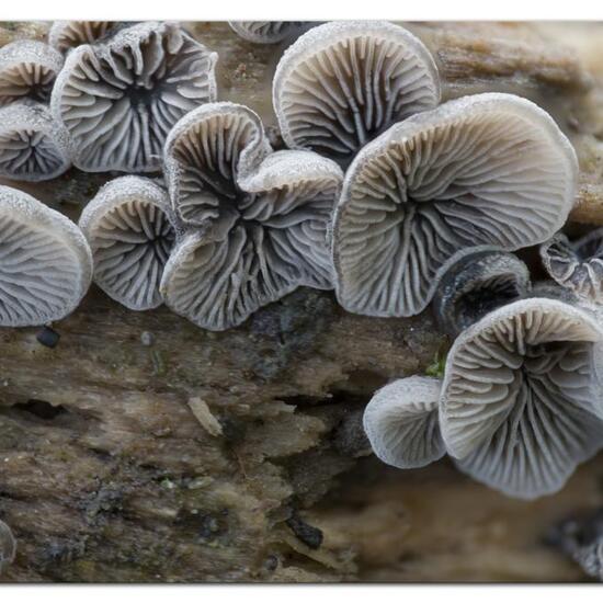 Resupinatus trichotis: Pilz im Habitat Wald in der NatureSpots App