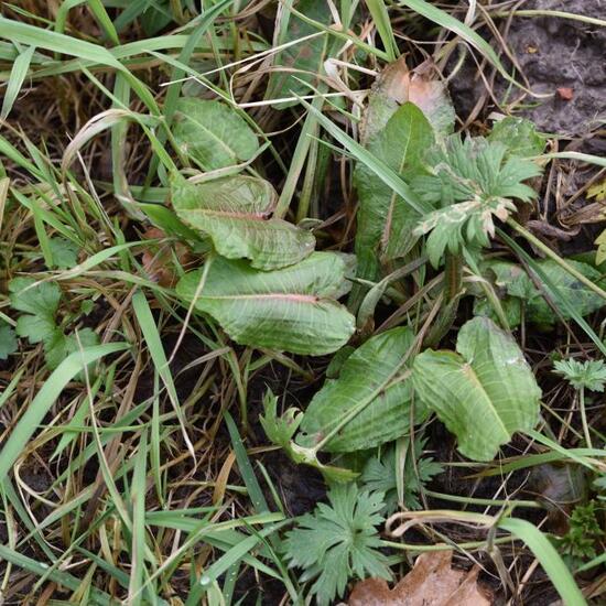 Rumex obtusifolius: Plant in habitat Semi-natural grassland in the NatureSpots App