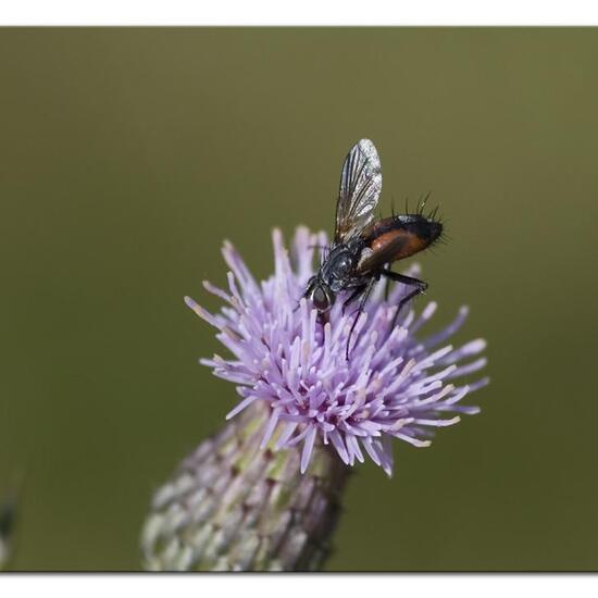 Eriothrix rufomaculata: Tier im Habitat Anderes Stadthabitat in der NatureSpots App