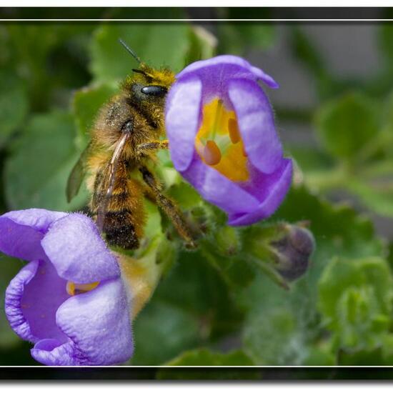 Rote Mauerbiene: Tier im Habitat Garten in der NatureSpots App